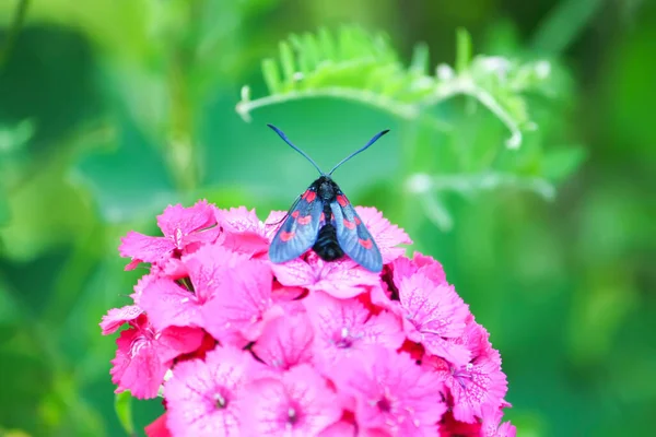 康乃馨在阳光下开花 有六个斑点的刺猬Zygaena Filipendulae 一只日间飞行的飞蛾 — 图库照片
