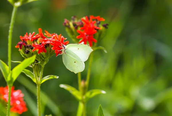 Butterfly Limonite Common Brimstone Gonepteryx Rhamni Lychnis Chalcedonica Blooming Plant — Stok fotoğraf