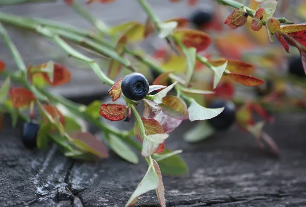 신선한 블루베리 가지를 뿌리십시오 — 스톡 사진