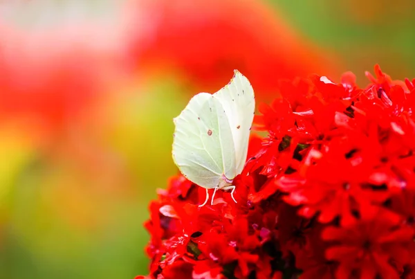 Limonite Papillon Soufre Commun Gonepteryx Rhamni Sur Plante Fleurs Lychnis — Photo