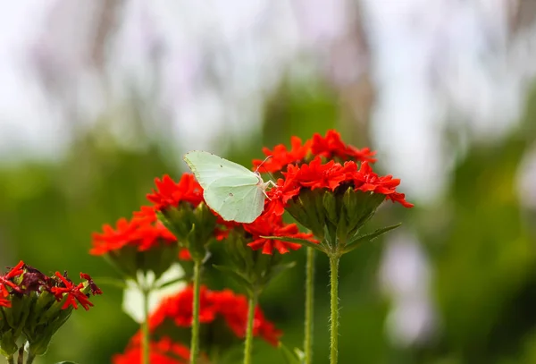Butterfly Limonite Common Brimstone Gonepteryx Rhamni Lychnis Chalcedonica Blooming Plant — Foto de Stock