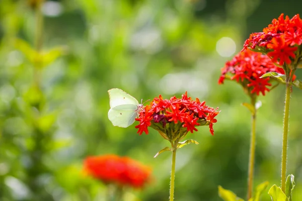 Butterfly Limonite Common Brimstone Gonepteryx Rhamni Lychnis Chalcedonica Blooming Plant — Stockfoto