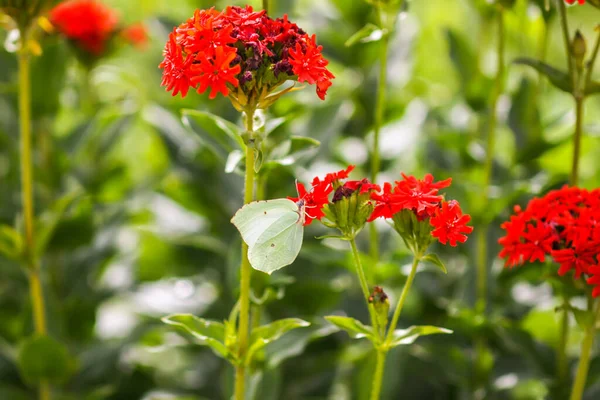 Butterfly Limonite Common Brimstone Gonepteryx Rhamni Lychnis Chalcedonica Blooming Plant — ストック写真