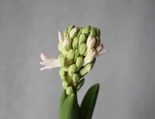 Schöne Hyazinthe Blütenblätter — Stockfoto