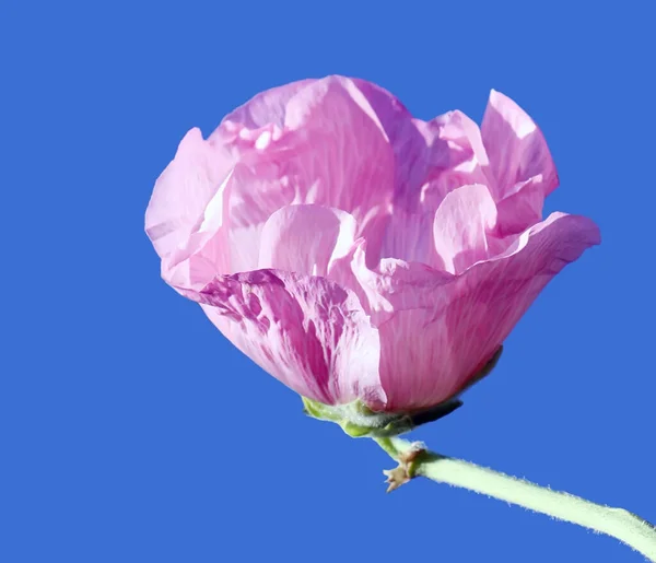 Roze Kaasjesbloem Mooie Bloemen Achtergrond — Stockfoto