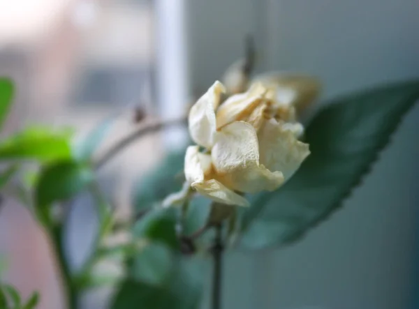 Single Beautiful White Rose Beautiful Floral Background — Stock Photo, Image