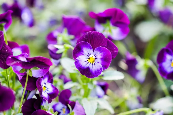 Beautiful Pansy Viola Violet Flowers Garden — Fotografia de Stock