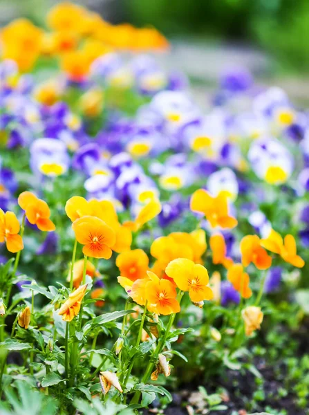 Beautiful Pansy Viola Violet Flowers Garden — Photo