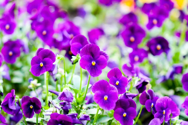 Beautiful Pansy Viola Violet Flowers Garden — Fotografia de Stock