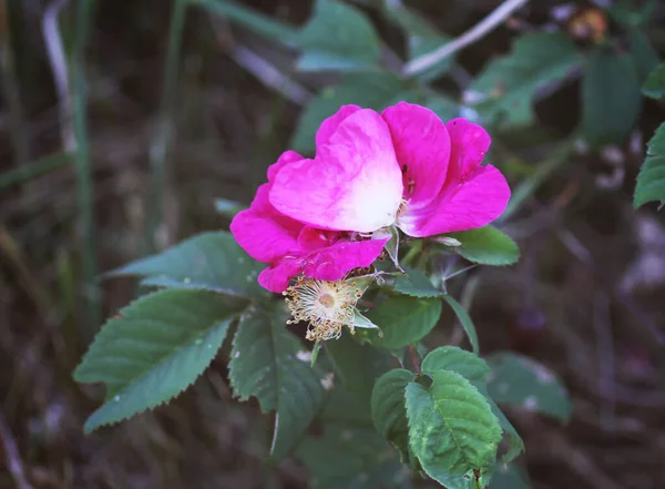 Flowers Dog Rose Rosehip Growing Summer Park — Foto de Stock