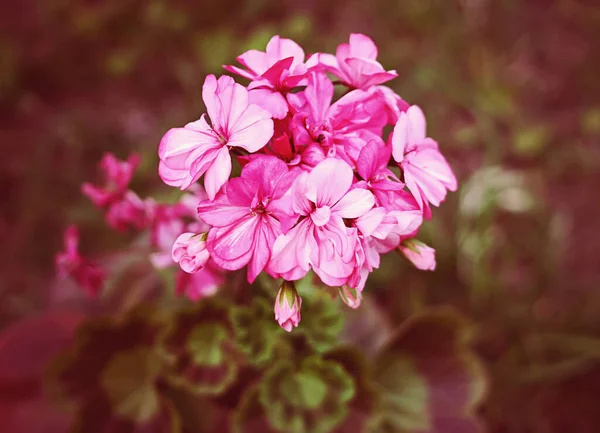 Mooie Bloeiende Bloemen Zomertijd — Stockfoto