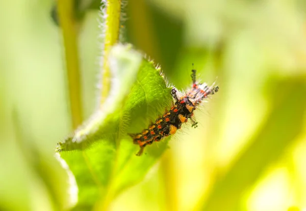 Caterpillar Orgyia Antiqua Rusty Tussock Moth Vapourer — Stockfoto
