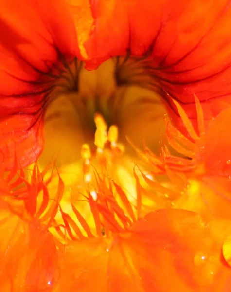 Orange Bloomed Nasturtium Garden — 스톡 사진
