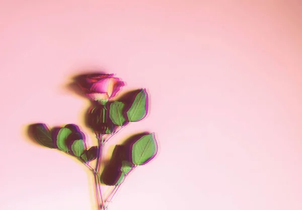 Όμορφο Τριαντάφυλλο Μαλακό Ροζ Φόντο — Φωτογραφία Αρχείου