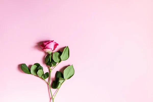Belle Rose Rose Sur Fond Doux — Photo