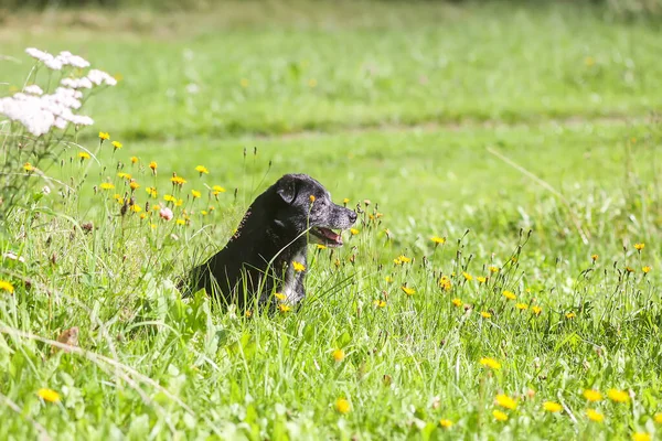 Mongrel Hond Groene Weide Het Platteland — Stockfoto