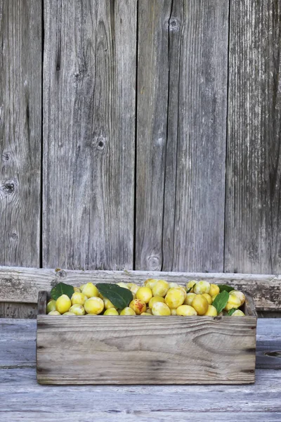 Frische Gelbe Pflaumen Reife Früchte Einer Holzkiste Auf Groben Brettern — Stockfoto