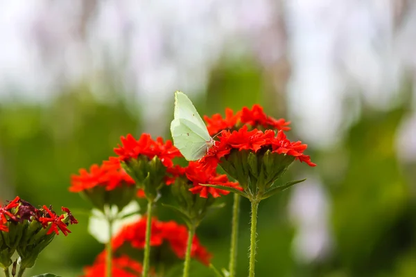 Schmetterling Limonit Schwefel Gonepteryx Rhamni Auf Der Lychnis Chalcedonica Blühenden — Stockfoto