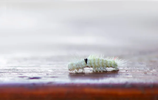 Calliteara Pudibunda Hairy Fluffy Caterpillar Wood — Stockfoto