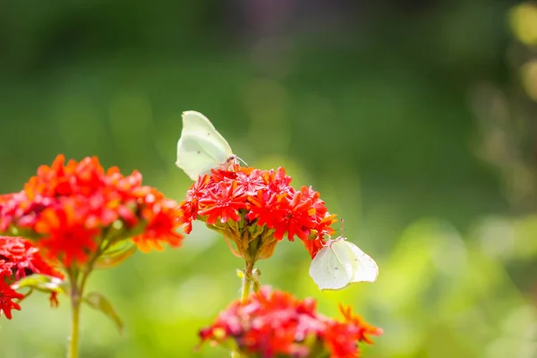 Butterfly Limonite Common Brimstone Gonepteryx Rhamni Lychnis Chalcedonica Blooming Plant — 图库照片