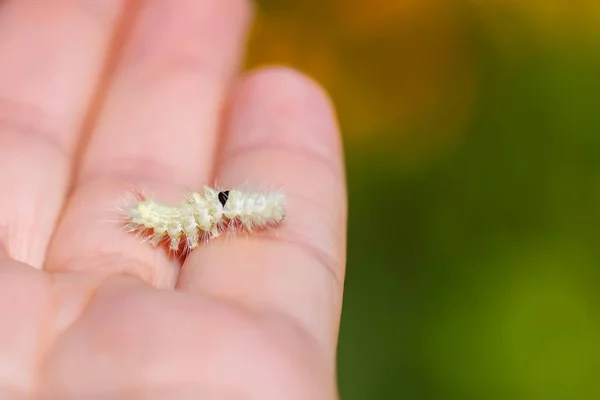 Calliteara Pudibunda Hairy Fluffy Caterpillar Ahand — Stock Photo, Image
