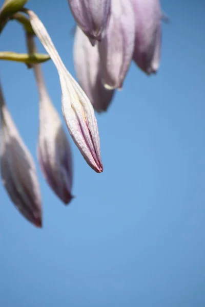 Garden Campanula Flower Blue Background — Stock Photo, Image
