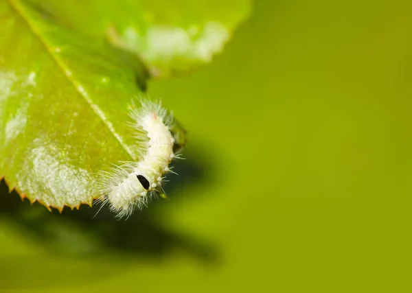 Calliteara Pudibunda Hairy Fluffy Caterpillar Leaf — Stock Photo, Image