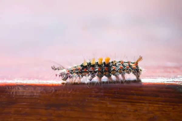 Caterpillar Orgyia Antiqua Rostig Tussock Mal Eller Vapourer — Stockfoto