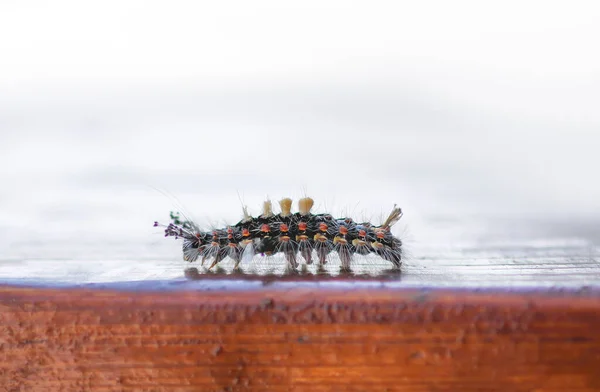 Caterpillar Orgyia Antiqua Rostig Tussock Mal Eller Vapourer — Stockfoto