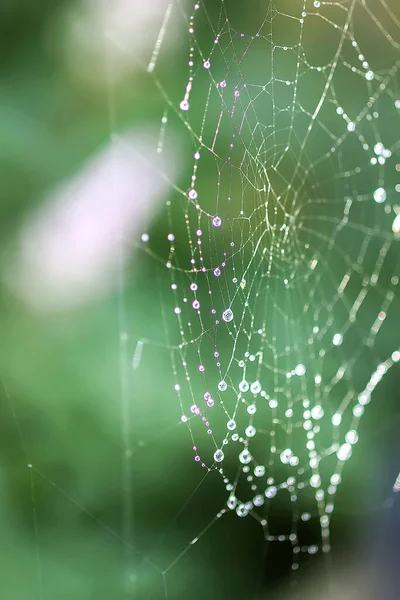 Wet Spider Web Rain Drops Summer Nature Details — Fotografia de Stock