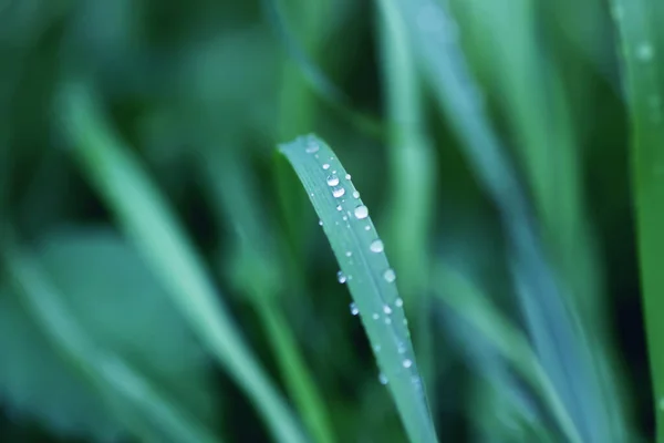 Свежая Зеленая Трава Летнем Лугу Каплях Воды После Дождя — стоковое фото