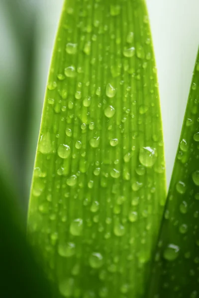 Huis Plant Groene Bladeren Water Druppels — Stockfoto