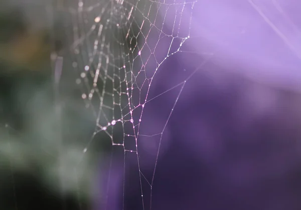 雨滴中湿透蜘蛛网 夏季自然的细节 — 图库照片