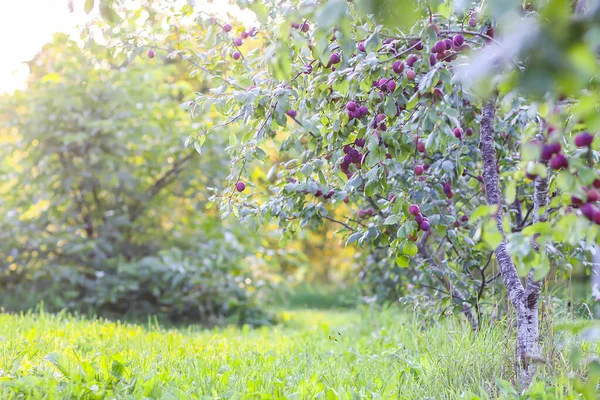 Plum Tree Branches Ripe Sweet Juicy Fruits Sunset Light — Stock Photo, Image