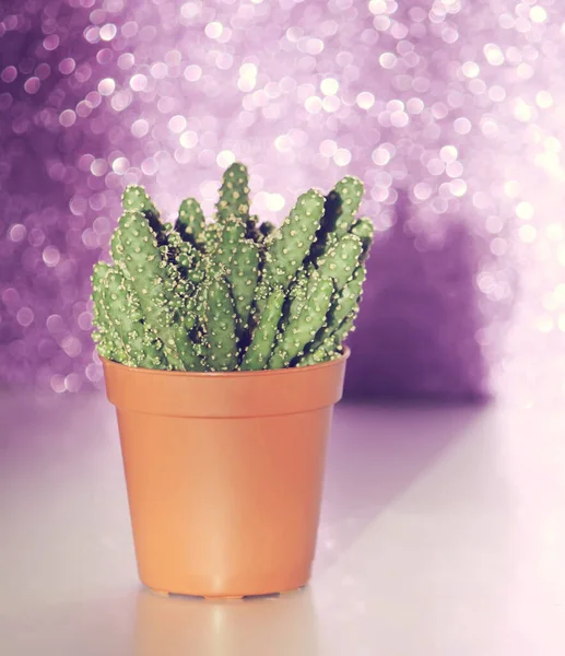 Planta Cactus Pequeño Verde Una Olla Contra Pared Púrpura Brillante — Foto de Stock