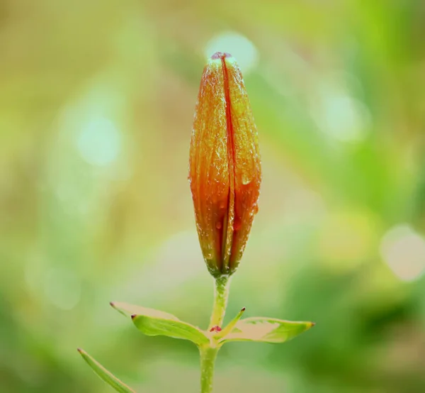 Orange Lily Flowers Close — Stock Photo, Image
