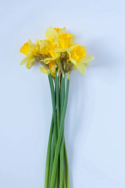 Flores Narcisas Amarillas Hermoso Fondo Floral — Foto de Stock
