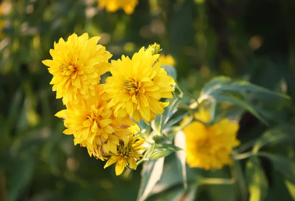 Rudbeckia Złoty Kwiat Kuli — Zdjęcie stockowe
