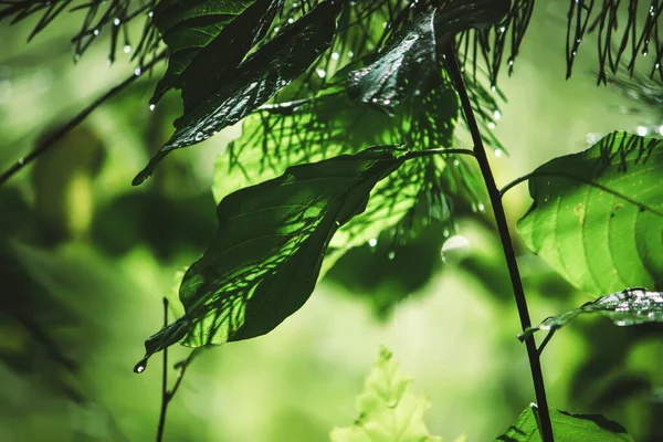 Вологі Листя Трава Літньому Лісі Після Дощу — стокове фото