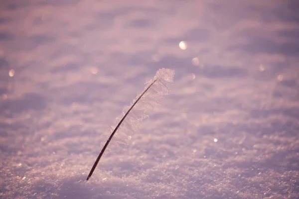 Снежное Поле Зимой — стоковое фото