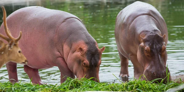 Ein Wandelndes Flusspferd Zoo — Stockfoto