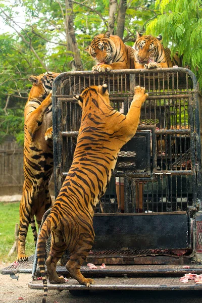 Hungry Bengal Tigers Show Zoo — Stock Photo, Image