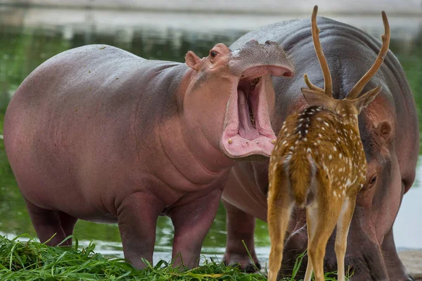 Hippopotame Ambulant Dans Zoo — Photo