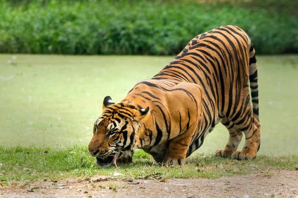 Πεινασμένη Τίγρη Της Βεγγάλης Στο Ζωολογικό Κήπο — Φωτογραφία Αρχείου