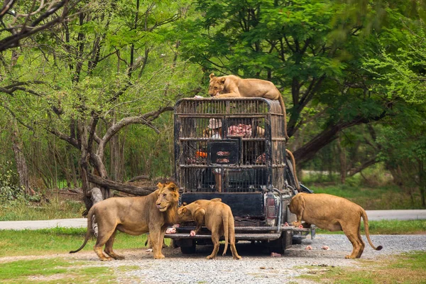 Hambrientos Tigres Bengala Muestran Zoológico — Foto de Stock