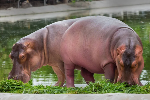 Walking Hippopotamus Eats Zoo —  Fotos de Stock
