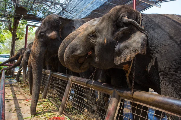 Kilka Słonie Pokazać Phra Nakhon Ayutthaya Prowincji Tajlandia — Zdjęcie stockowe