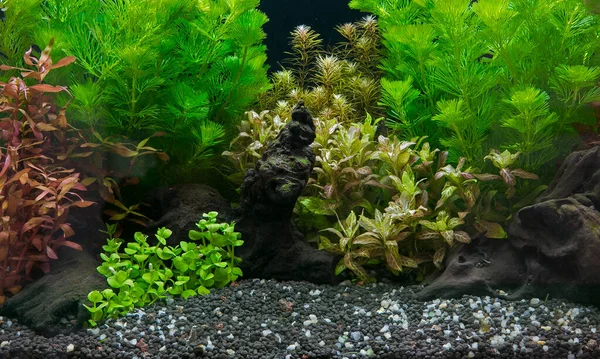 Tropical Plants Aquarium — Stock Photo, Image