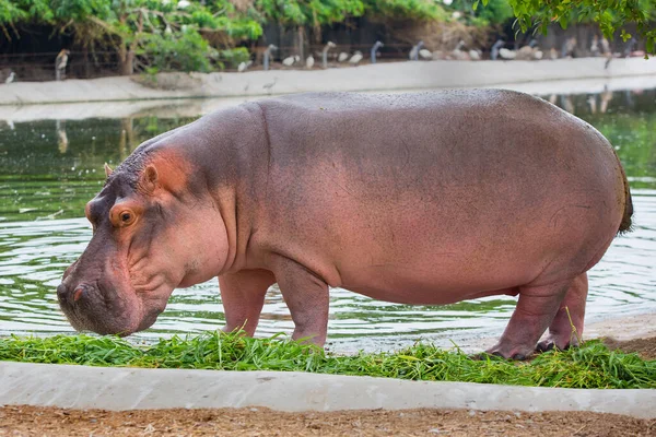 Hipopótamo Andante Come Zoológico —  Fotos de Stock