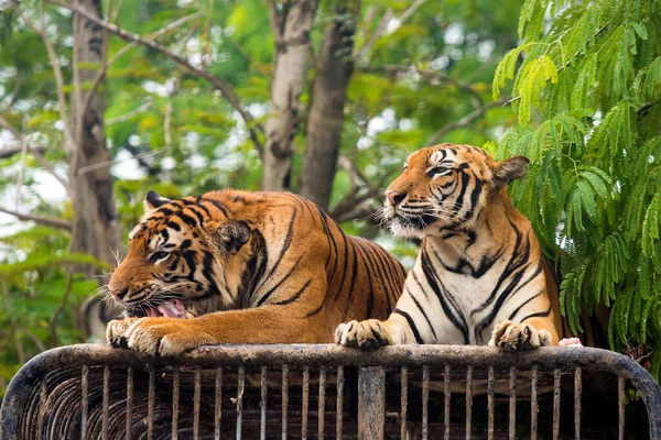 Hambriento Tigre Bengala Alimentación Espectáculo Zoológico —  Fotos de Stock